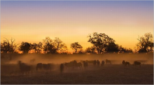 Photosite WEBN